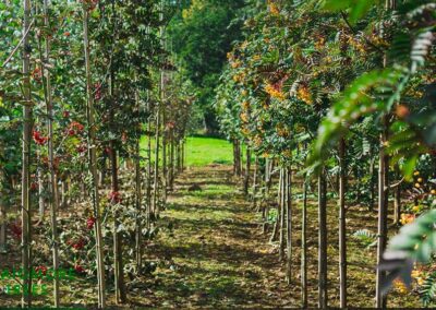 Craigmore Trees, County Armagh, Northern Ireland