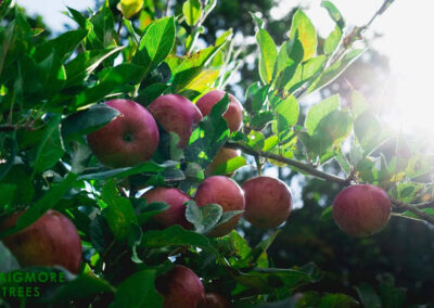 Apple trees, Craigmore Trees, County Armagh, Northern Ireland