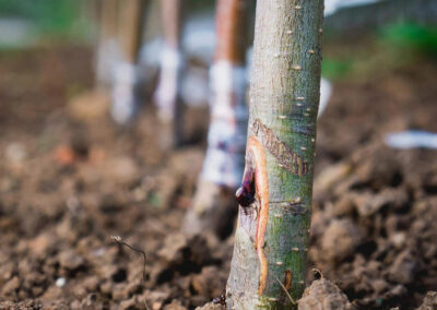 Craigmore Trees, County Armagh, Northern Ireland